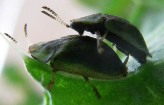 The tortoise beetle Cassida rubiginosa during mating. (Image: Yoko Matsumura)